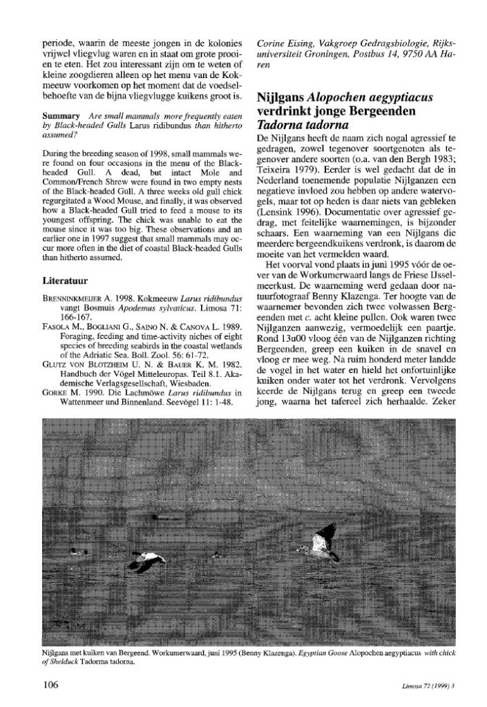 Nijlgans Alopochen Aegyptiacus Verdrinkt Jonge Bergeenden Tadorna Tadorna