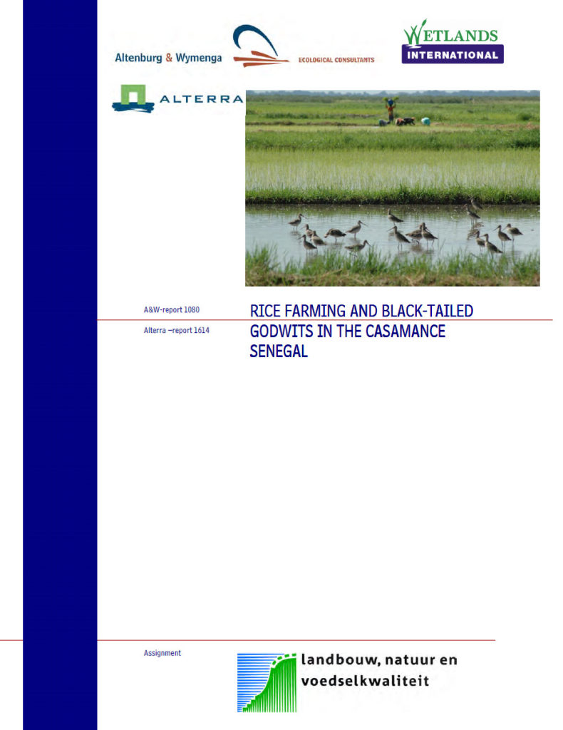 Rice Farming And Black Tailed Godwits In The Casamance