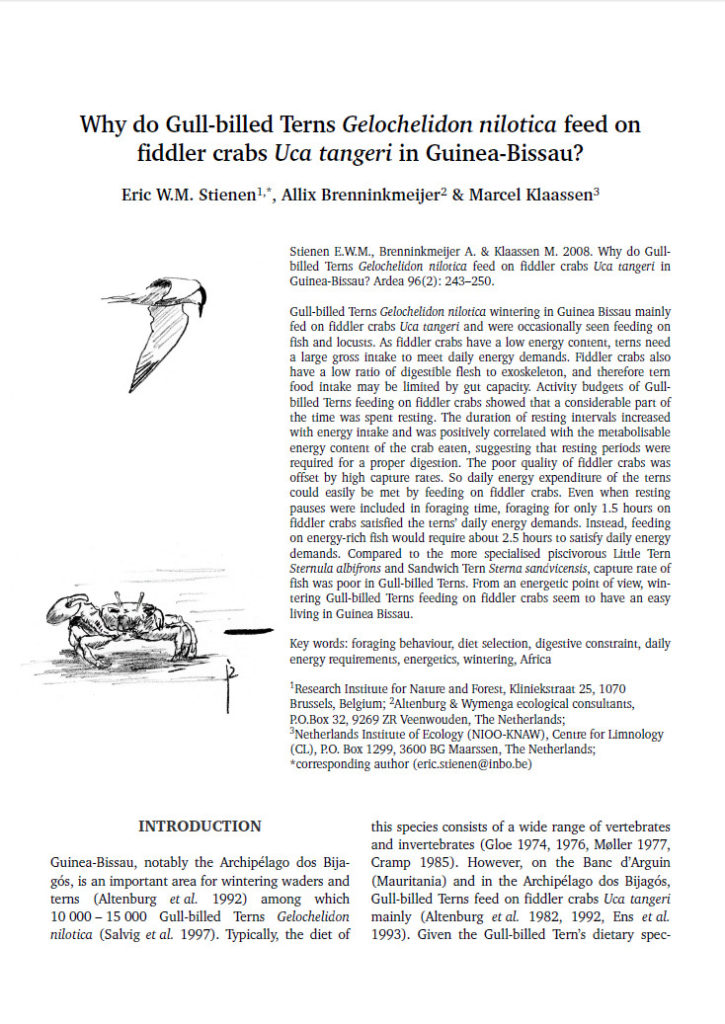 Why Do Gull Billed Terns Gelochelidon Nilotica Feed On Fiddler Crabs Uca Tangeri In Guinea Bissau
