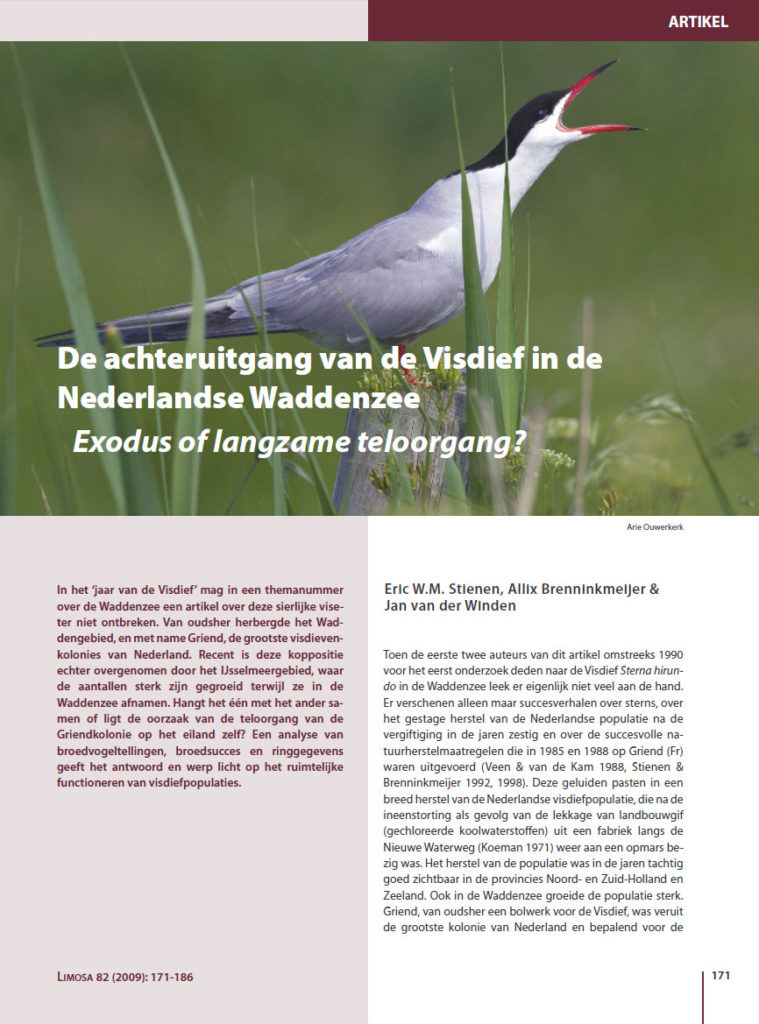 De Achteruitgang Van De Visdief In De Nederlandse Waddenzee Exodus Of Langzame Teloorgang