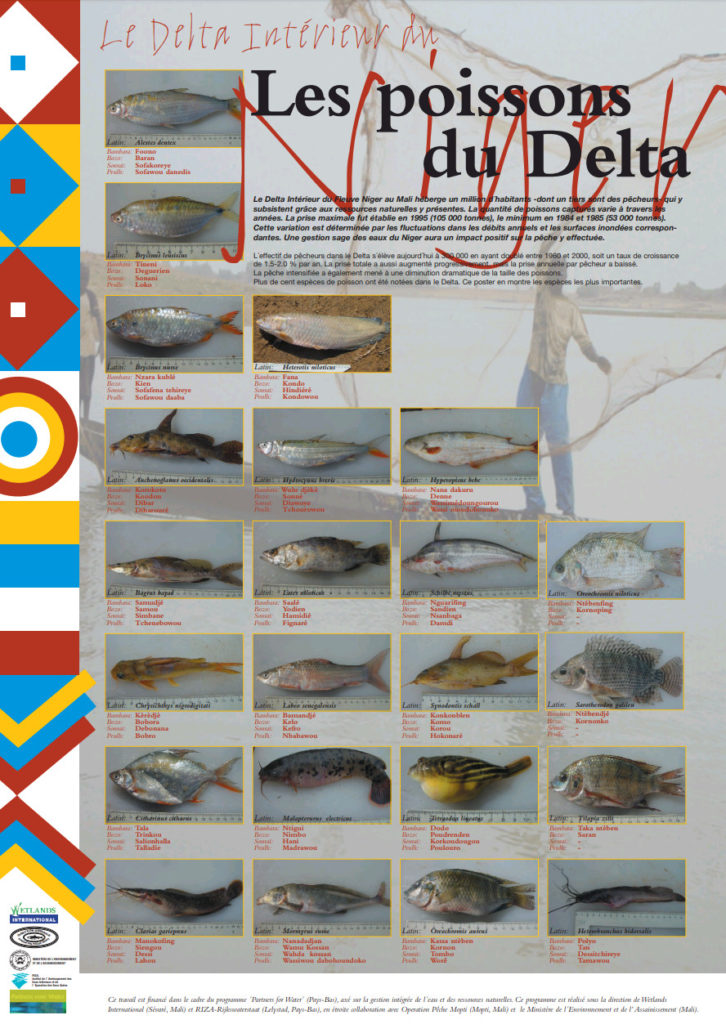 Poster Vissensoorten Niger