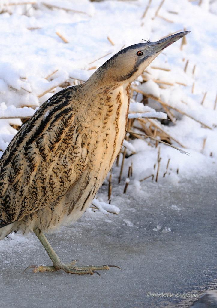 Hoempgedrag En Terreinkeus Van Roerdompen In De Houtwiel