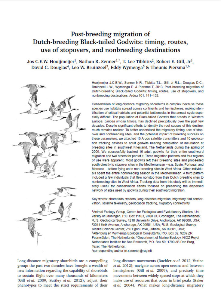 Post Breeding Migration Of Dutch Breeding Black Tailed Godwits