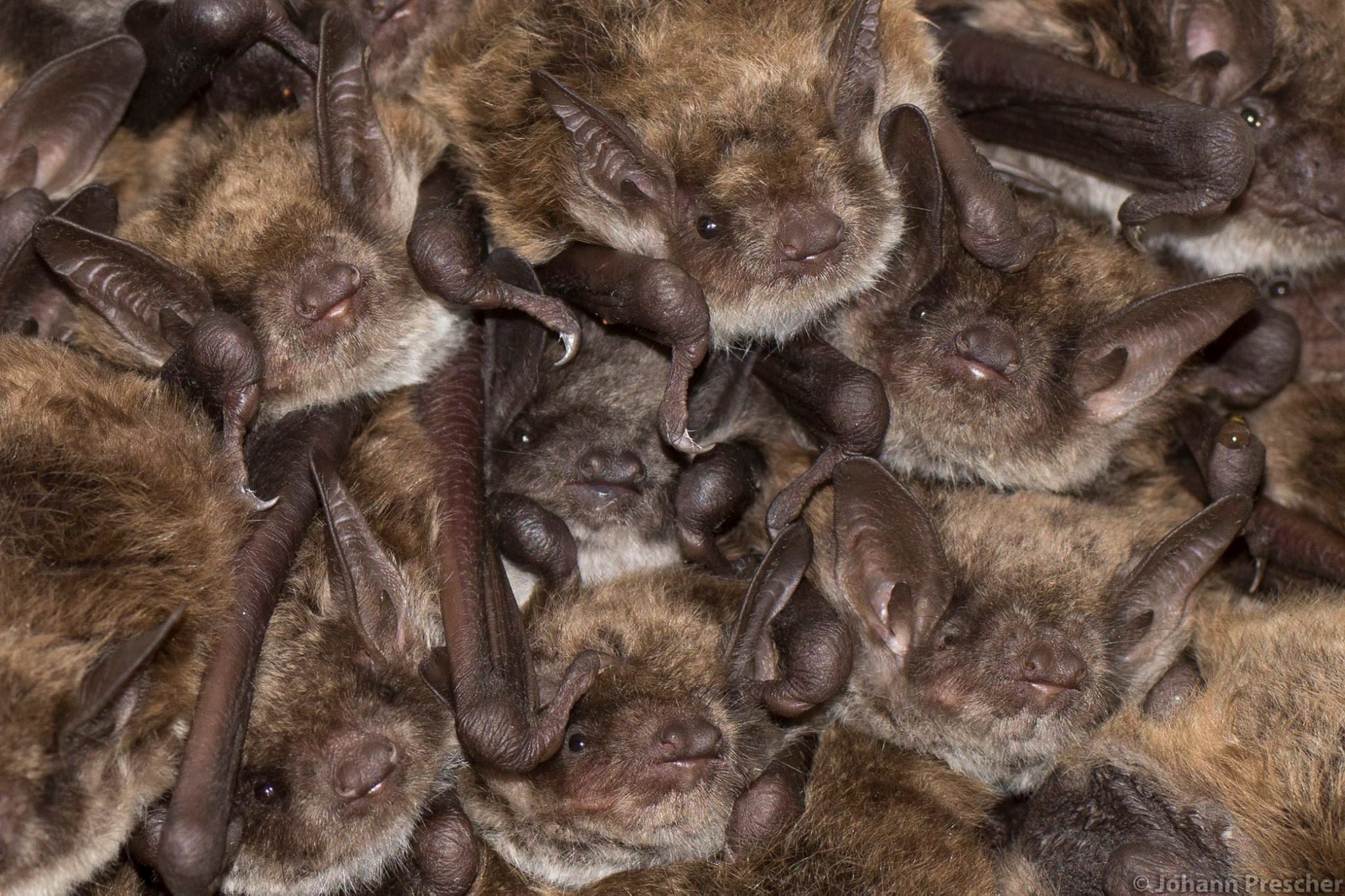 Meervleermuis. Foto Johann Prescher