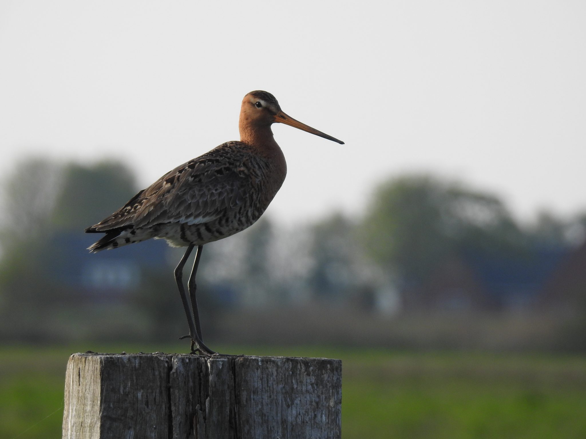 Grutto