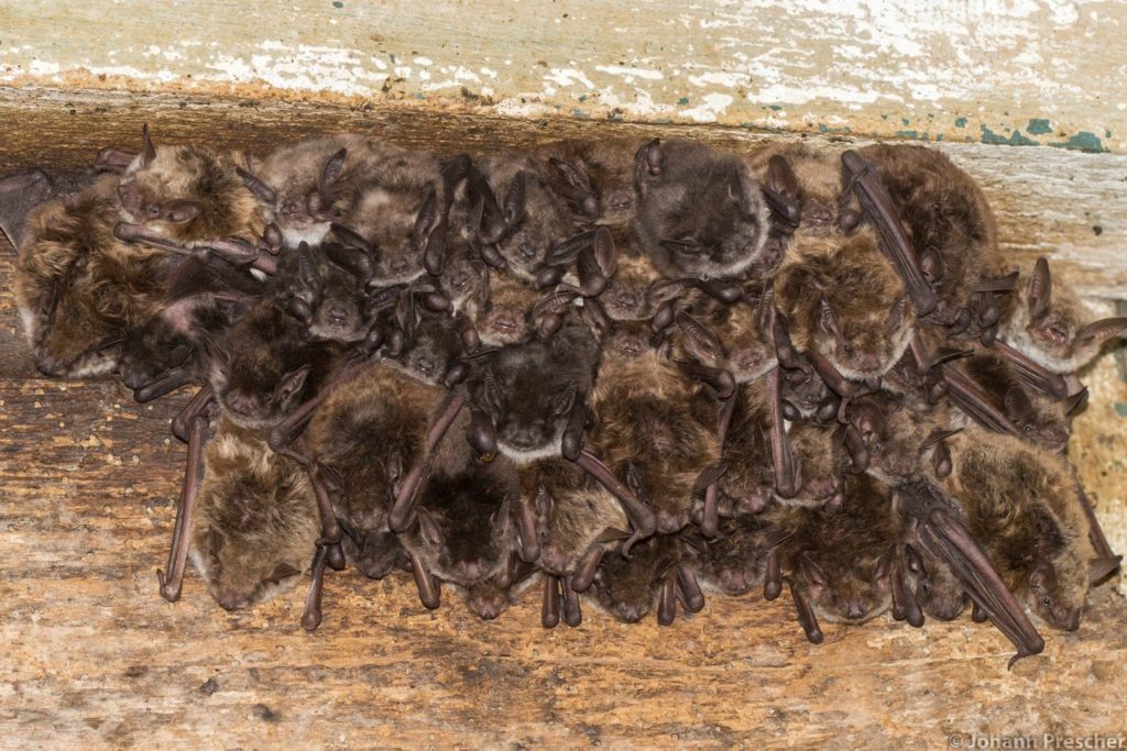 Meervleermuizen