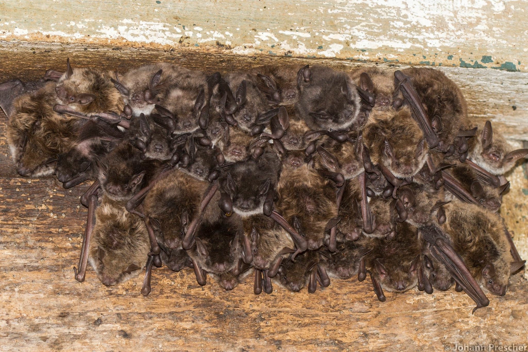 Meervleermuizen