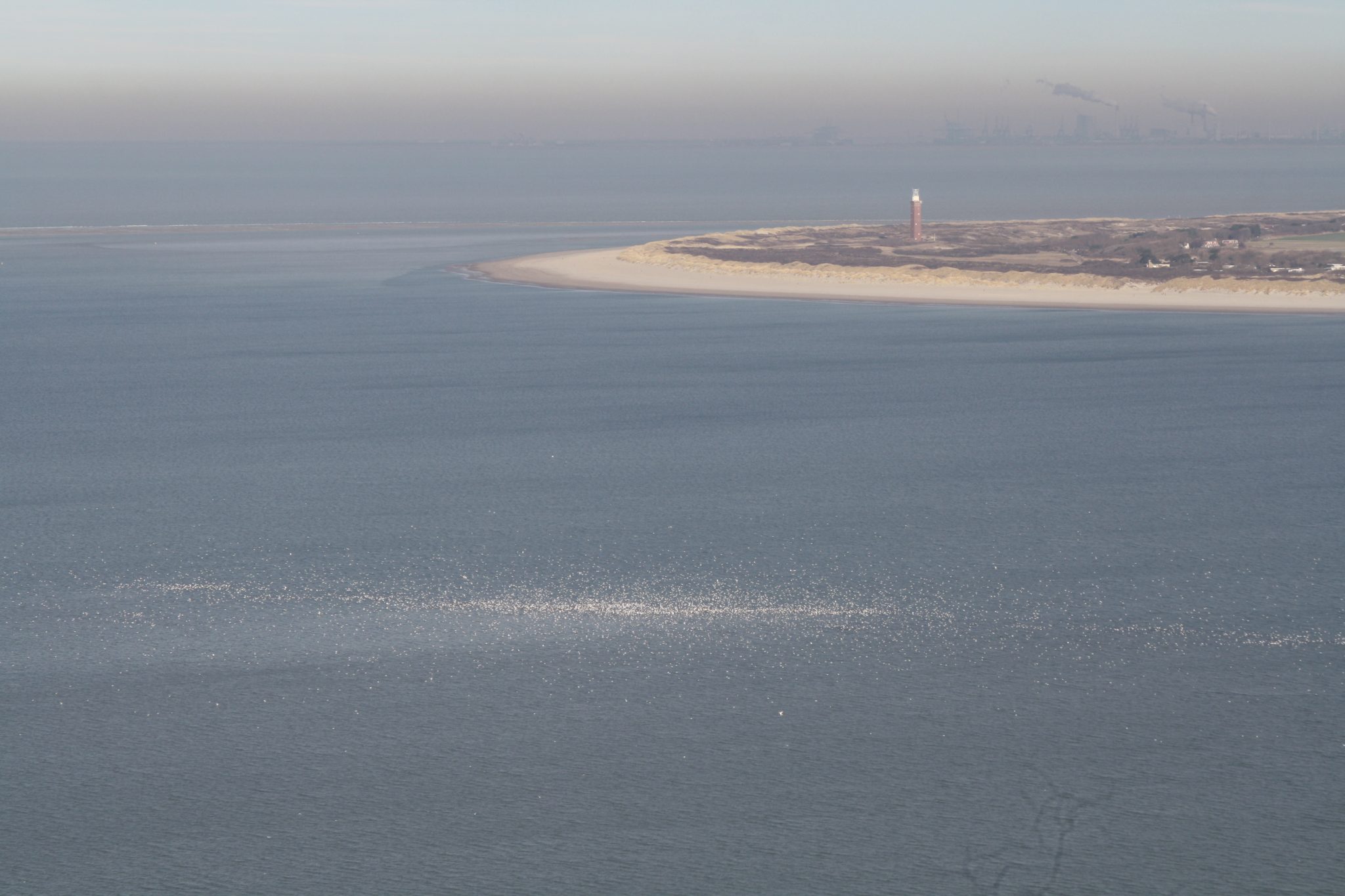 IMG 3324 Meeuwen Op Zee