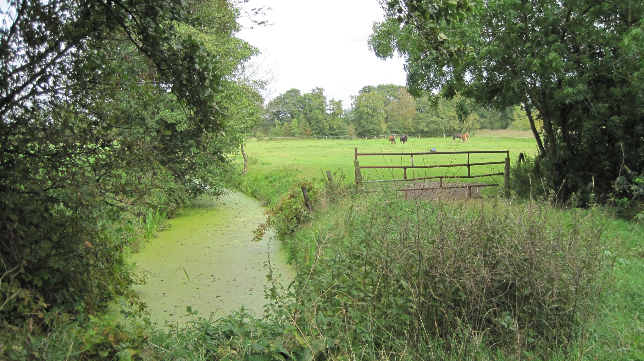 Landschap Bij Om De Dobben