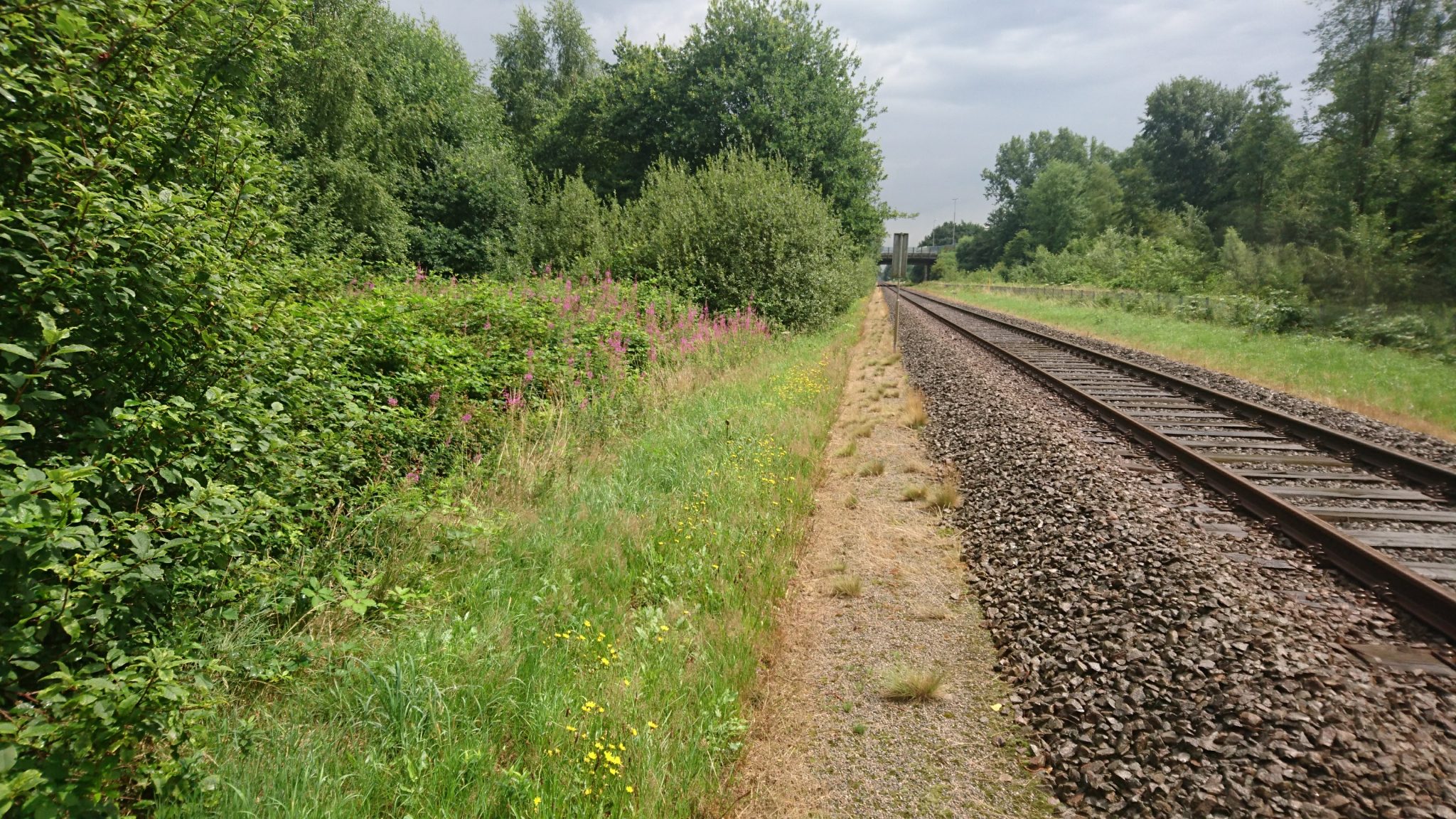 Spoorberm