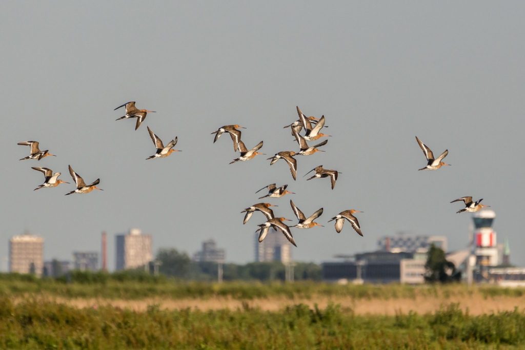 Midden-Delfland