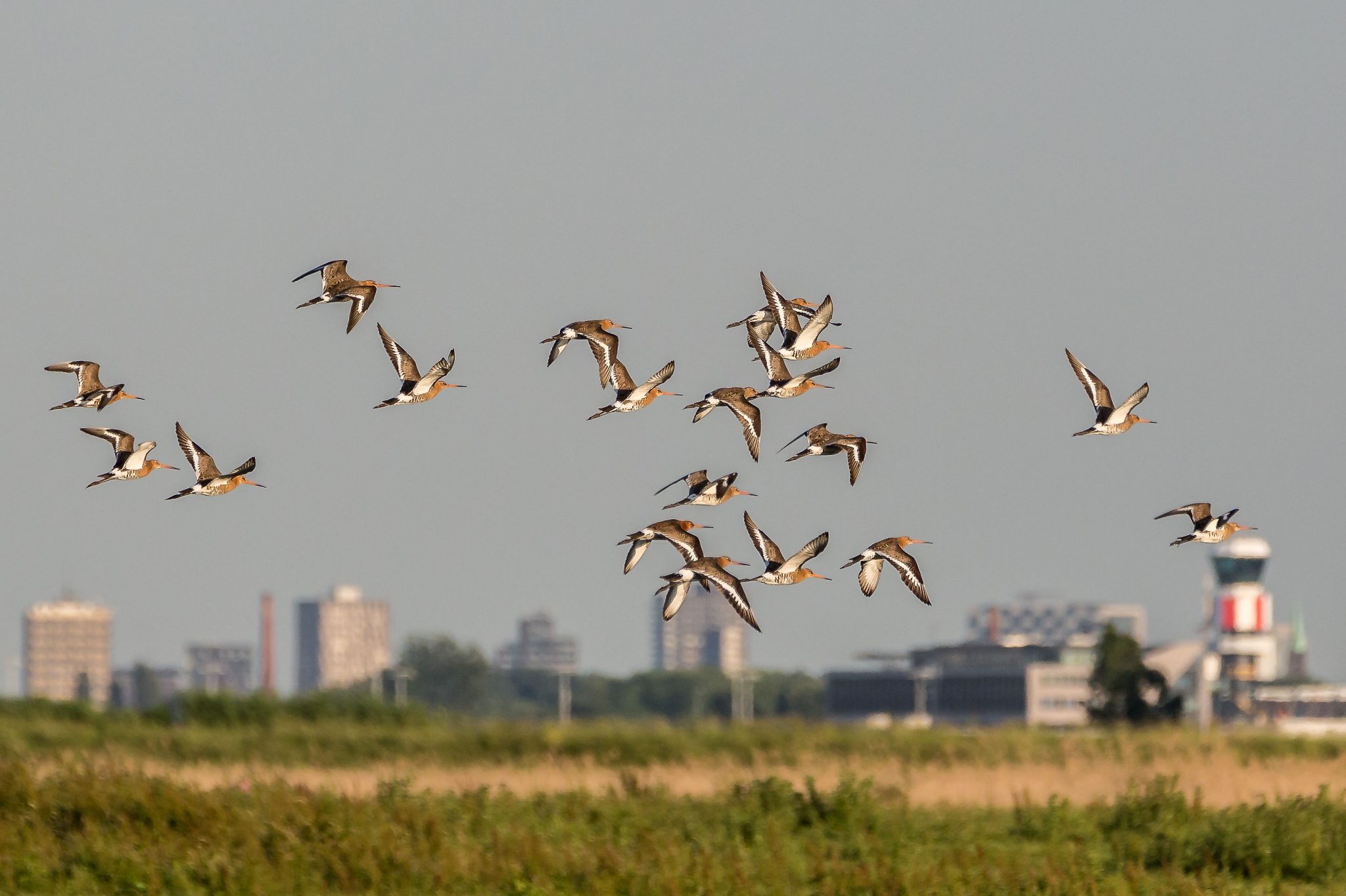 Midden-Delfland
