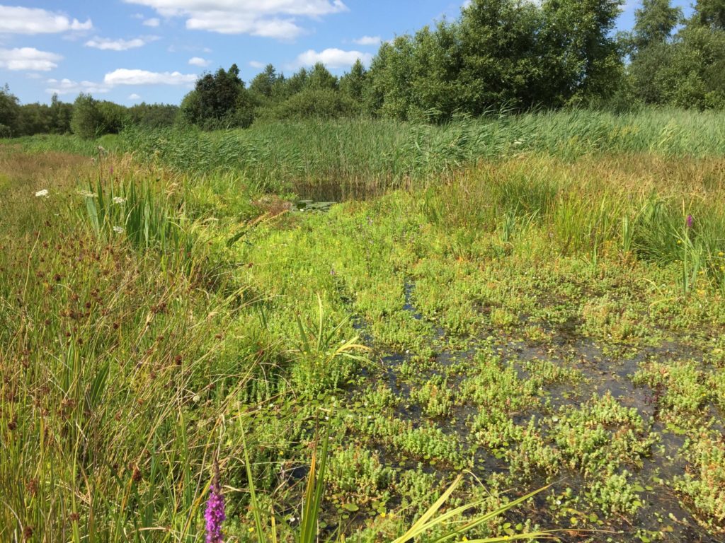 Biodiverse verlanding Alde Feanen