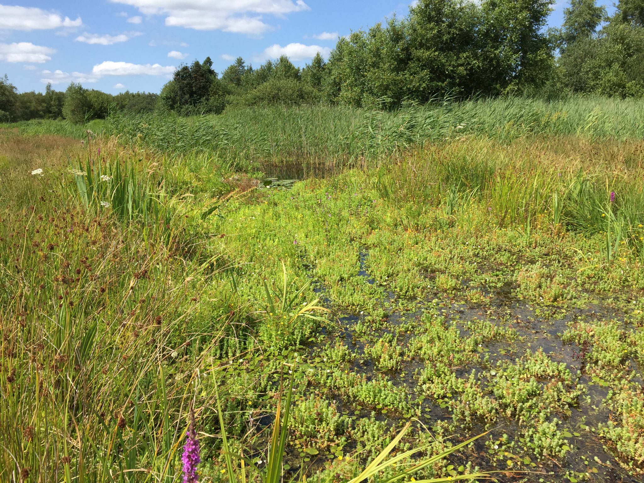 Biodiverse verlanding Alde Feanen