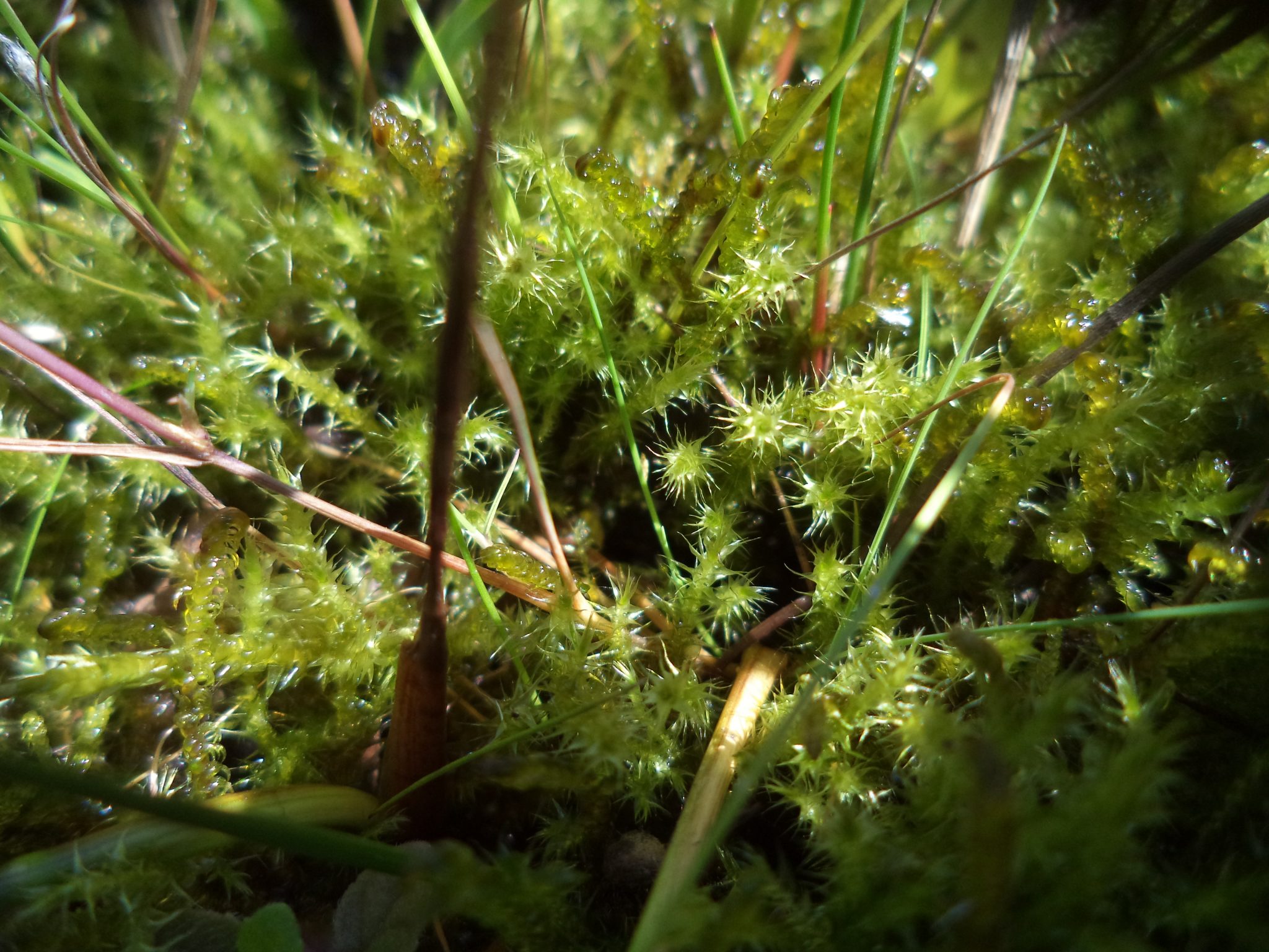 Sterrengoudmos En Groen Schorpioenmos In Opname 103 Drogehamstermieden, Drogeham RD 203441 581298
