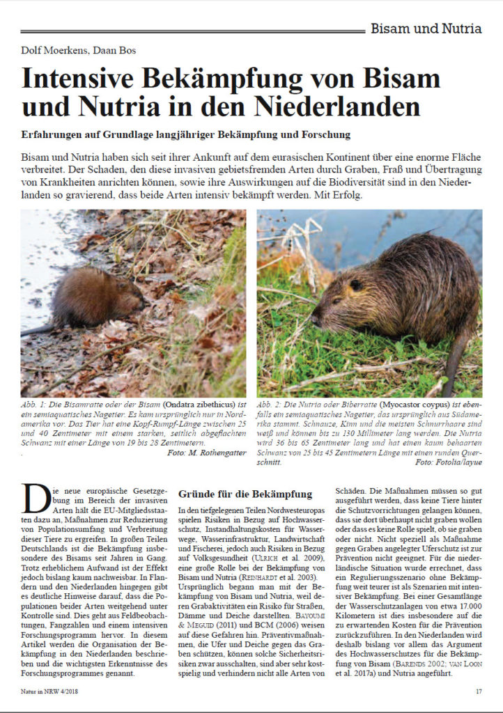 Intensive Bekämpfung Von Bisam Und Nutria In Den Niederlanden
