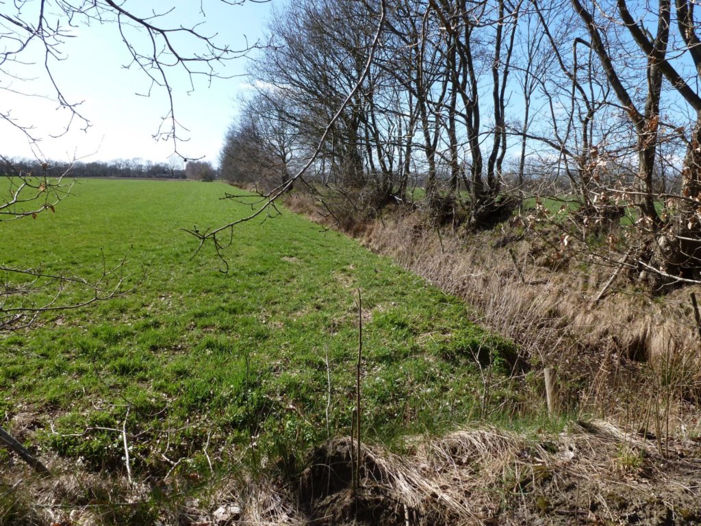 Houtwal bij Eastermar