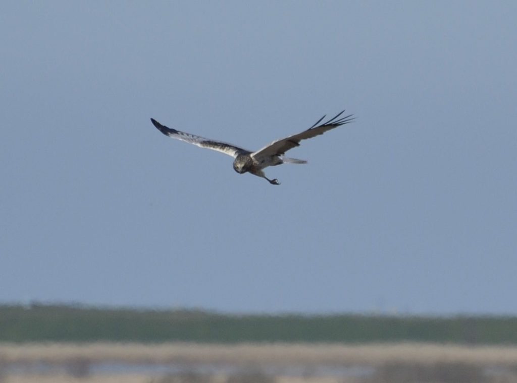 Bruine Kiekendief in de Oostvaardersplassen