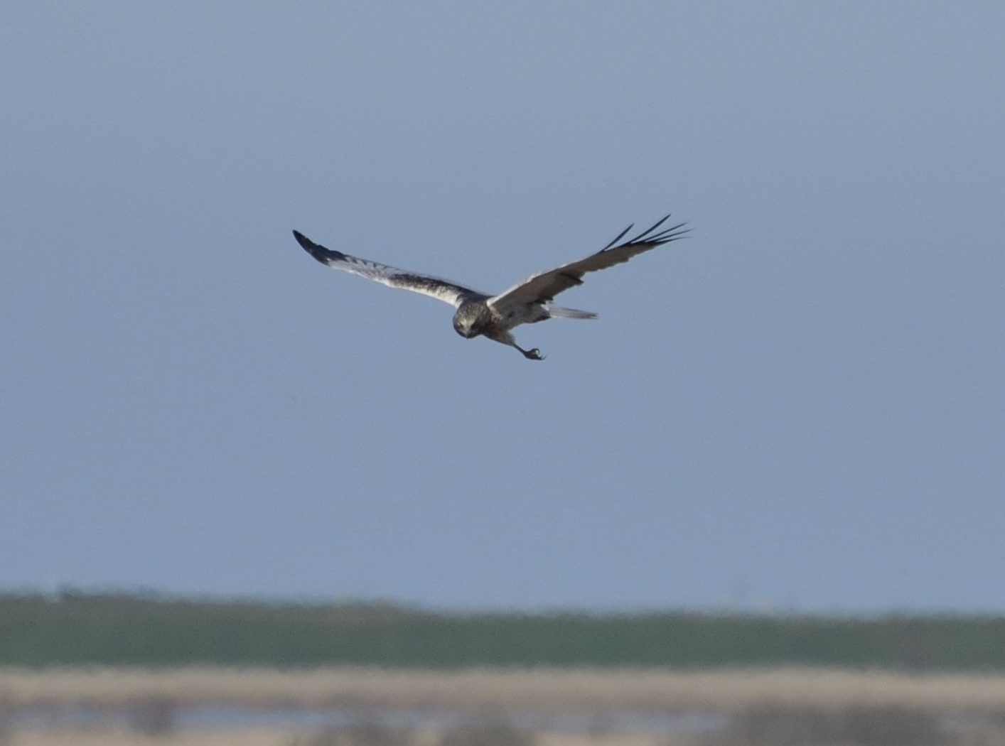 Bruine Kiekendief in de Oostvaardersplassen