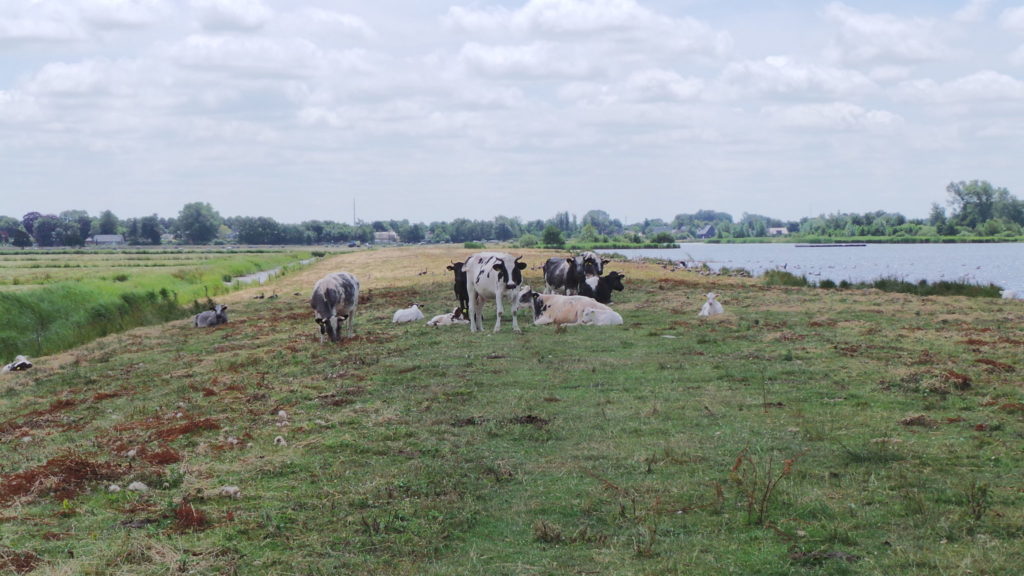 Broedeiland visdieven