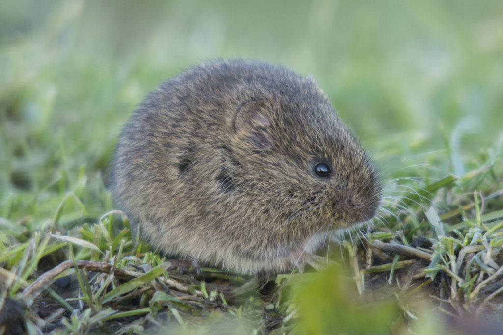 2364SCHADEMUIS J.Prescher 1