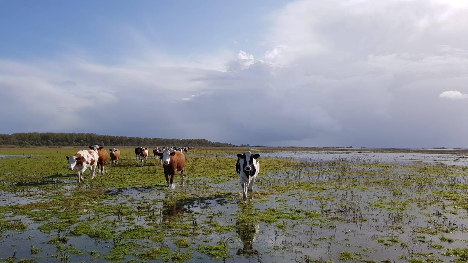 Koeien Lauwersmeer 2