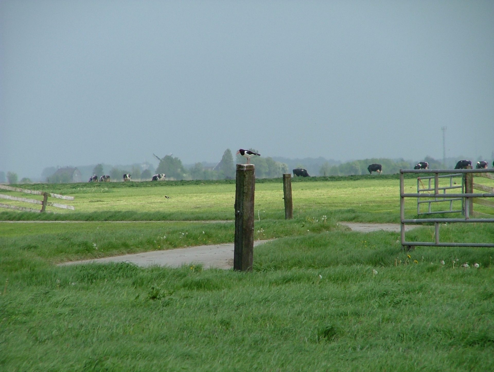 Scholekster10