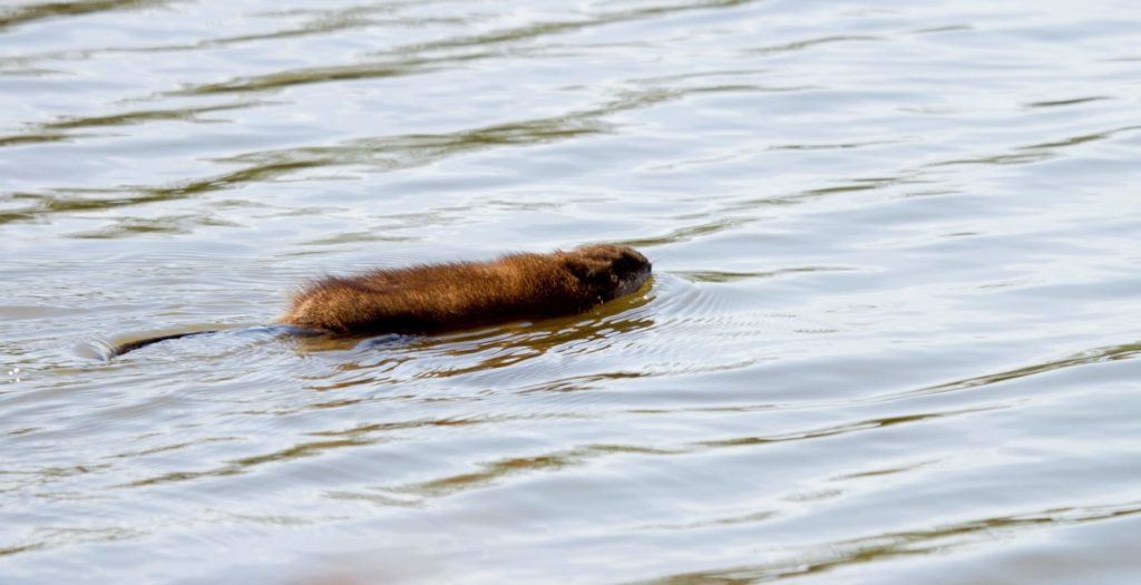 FE Muskusrat Foto Calle Boot