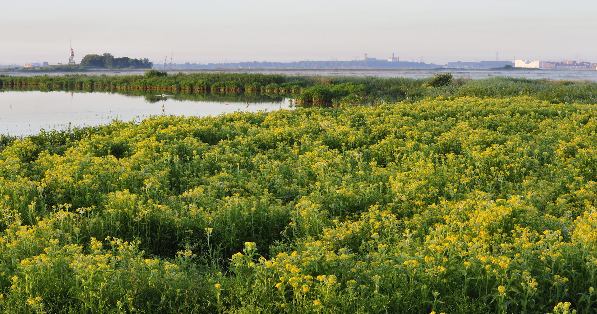Moerasandijvie in Polder IJdoorn