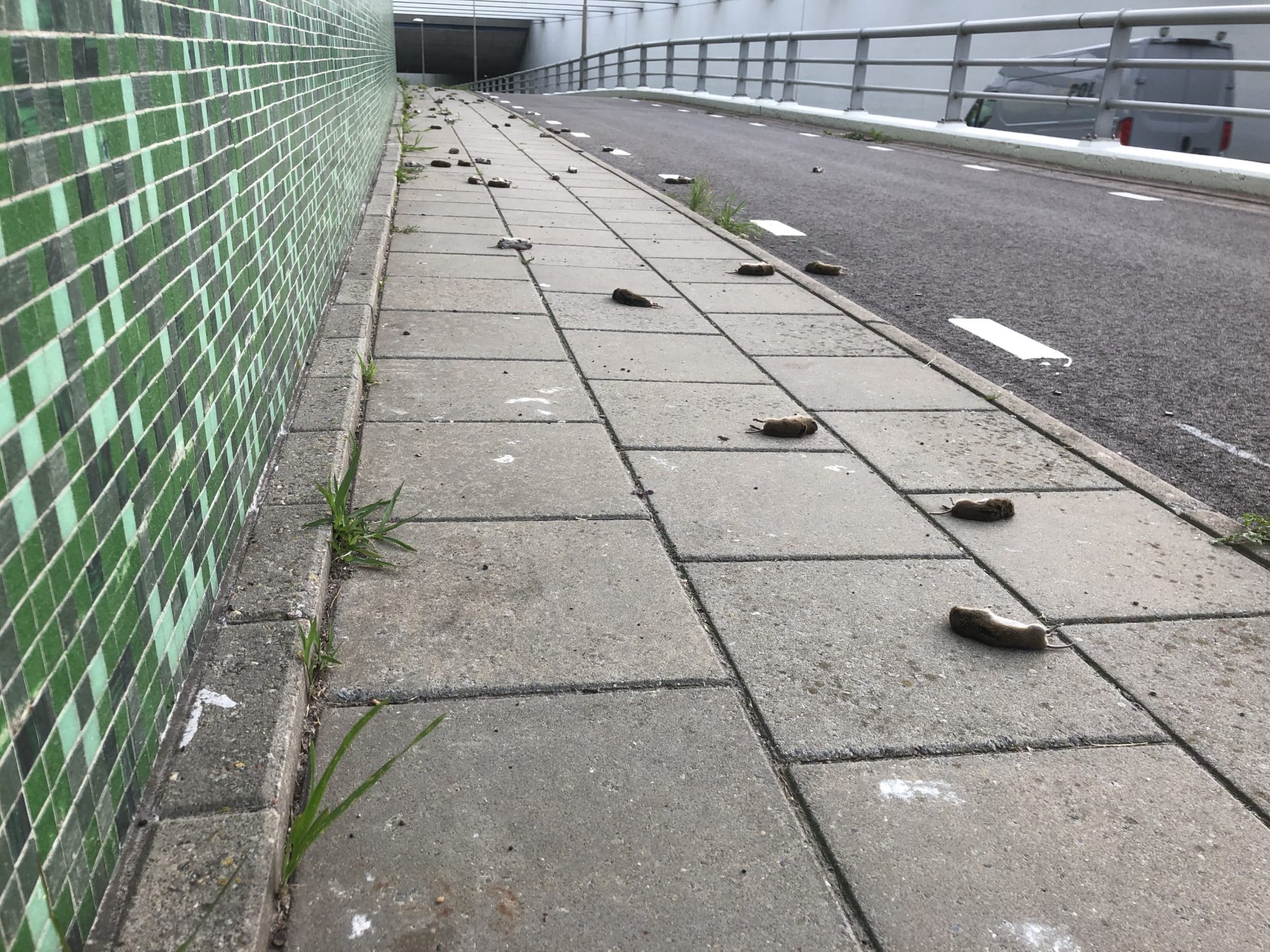 FE Gevallen Veldmuizen Foto Harry Bosma WF