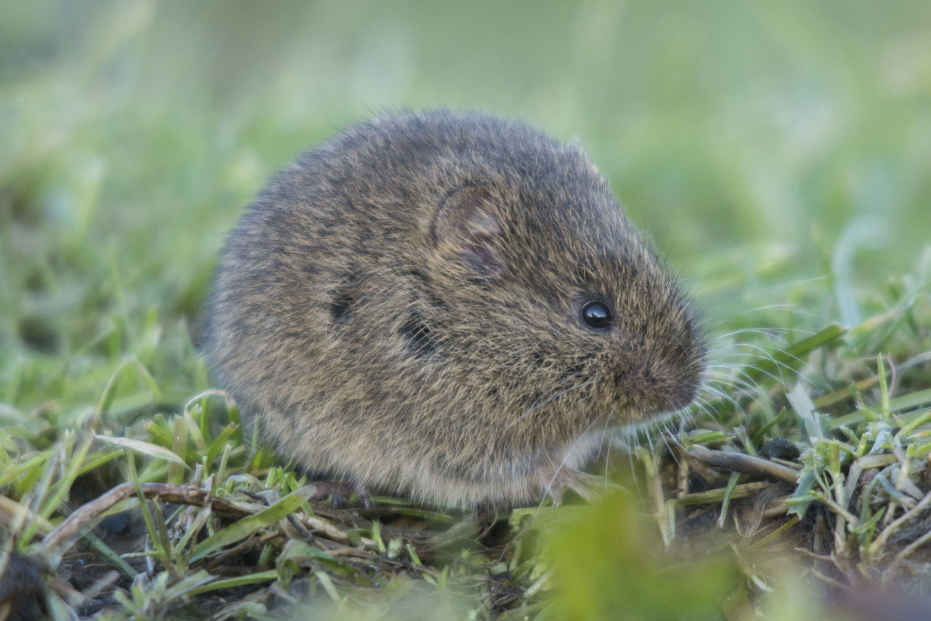 Noordse woelmuis