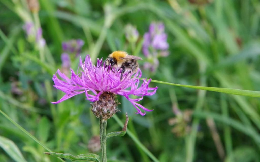 B&L Akkerhommel Op Knoopkruid Foto A&W