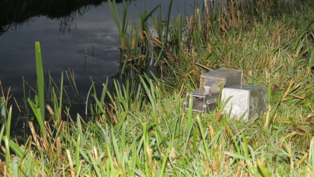 Muizenval (lifetrap) langs een slootrand