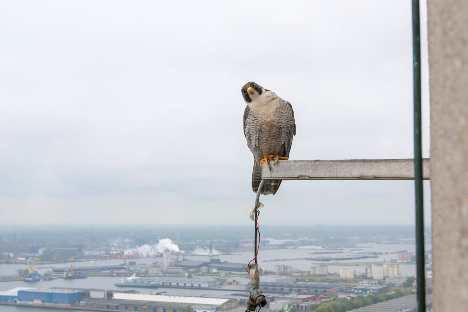Slechtvalk Bij Nest, Peregrine Falcon At Nestsite