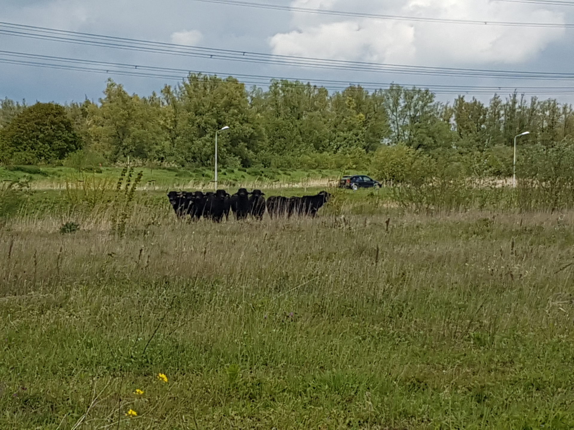 Waterbuffels Diemerscheg