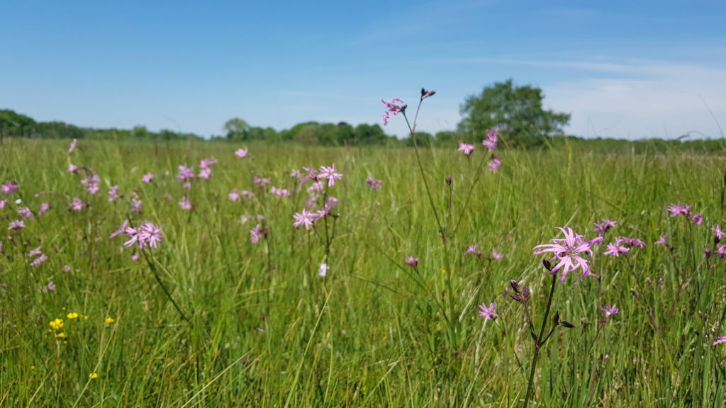 Echte koekoeksbloem