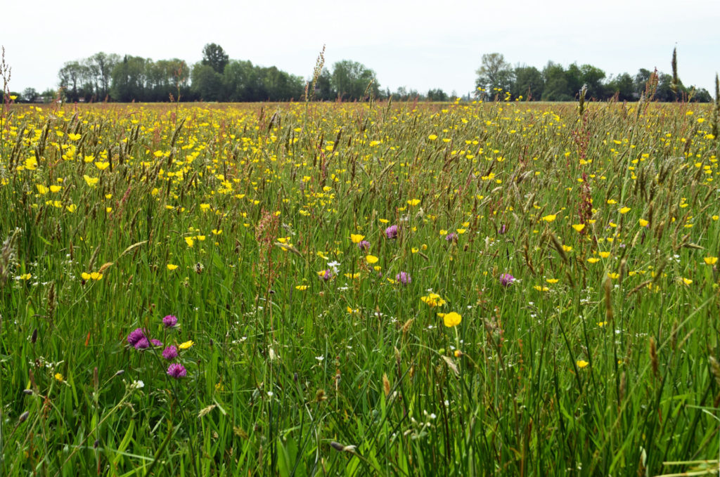 Kruidenrijk Grasland Vroegere Zanding IFG