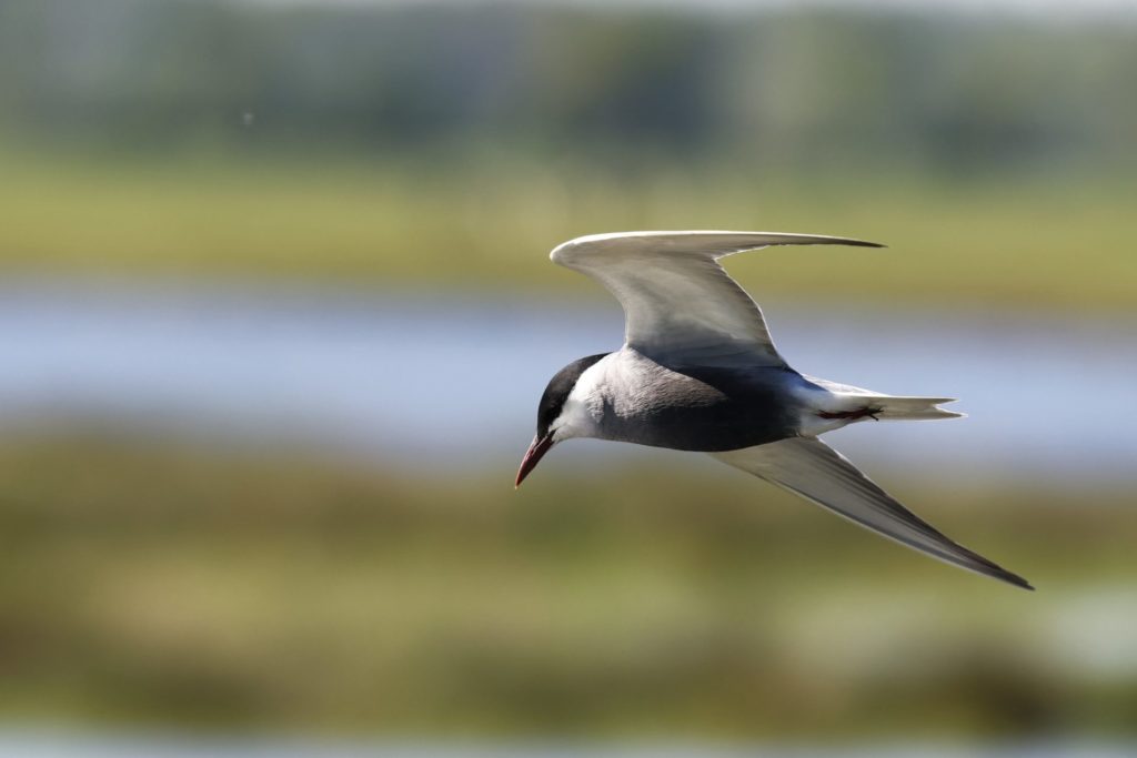 Witwangstern (E. Klop)