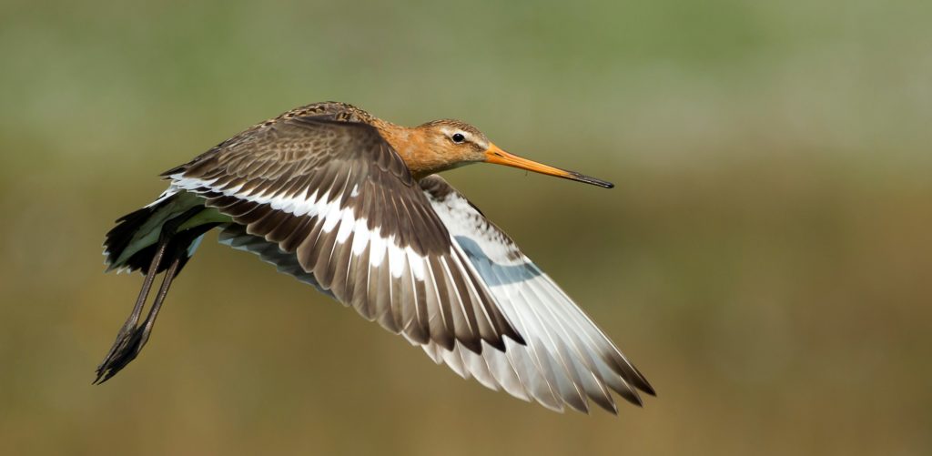 Grutto Hans Pietersma