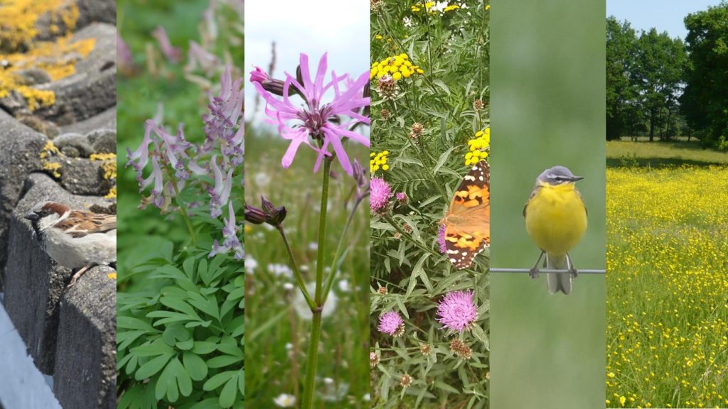 Biodiversiteit
