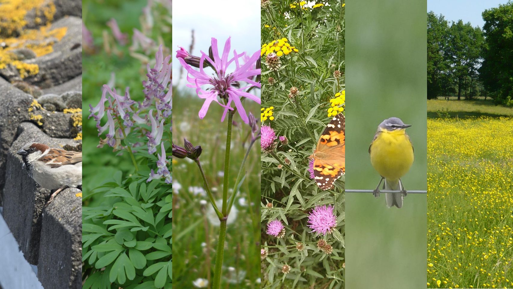 Biodiversiteit