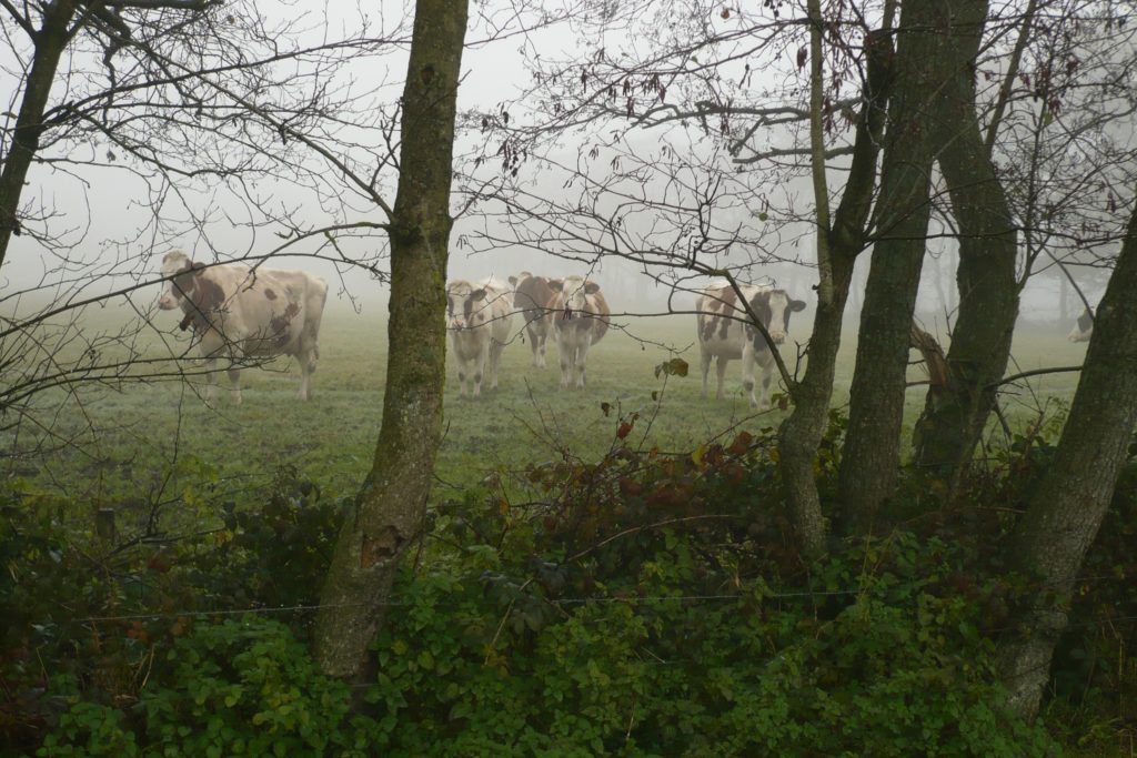 Koeien In Singellandschap