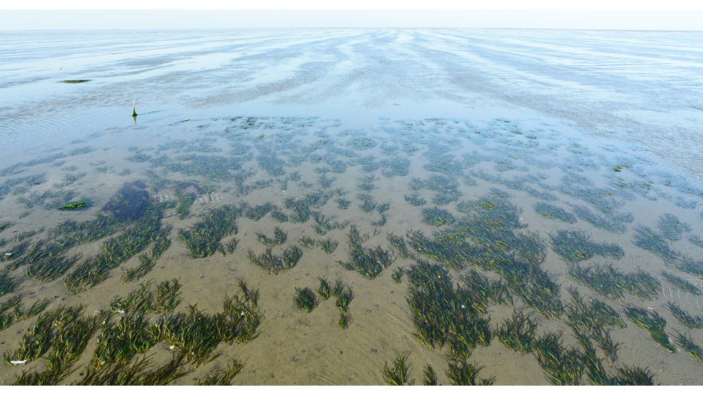 Zeegras Griend LauraGovers