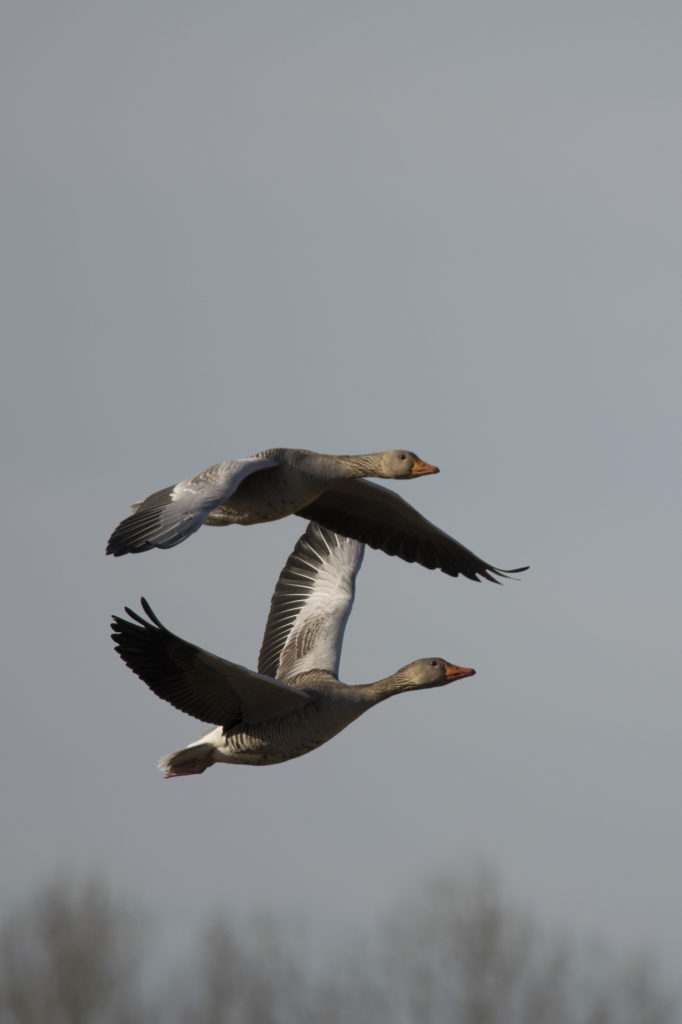 Grauwe Gans 1 Erik K