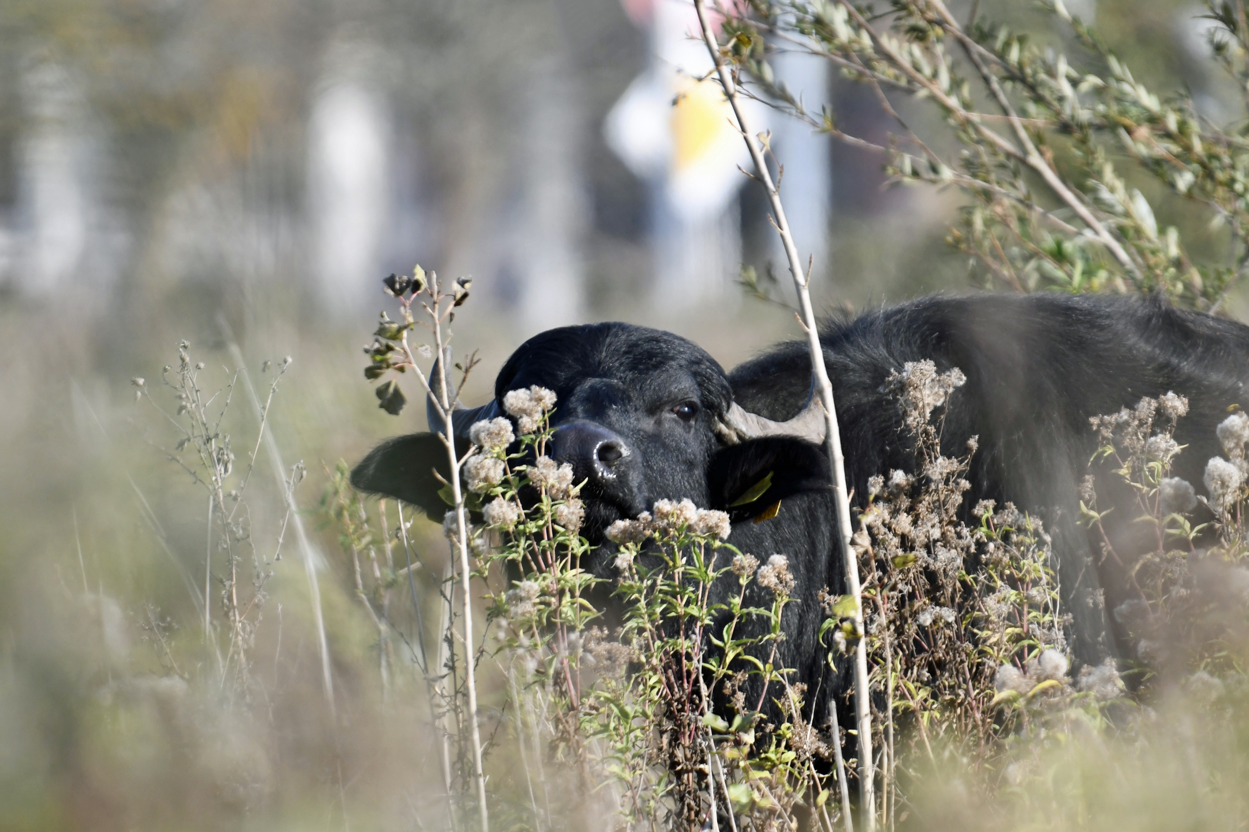 Waterbuffel