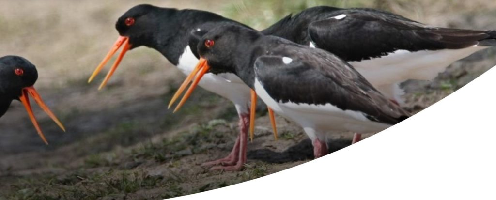 Uitsnede Scholeksters