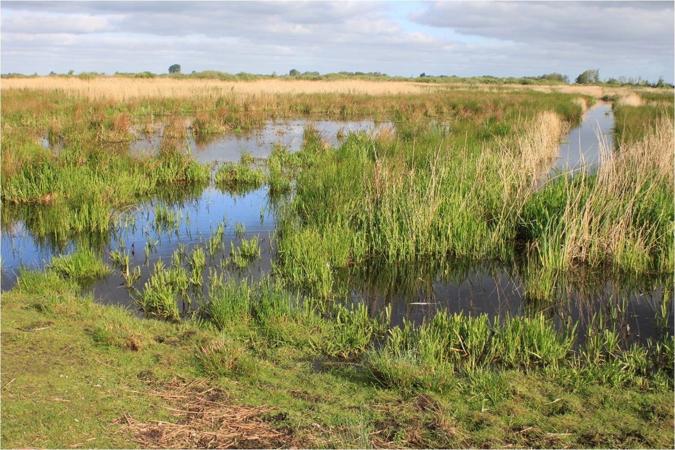 Moerasontwikkeling