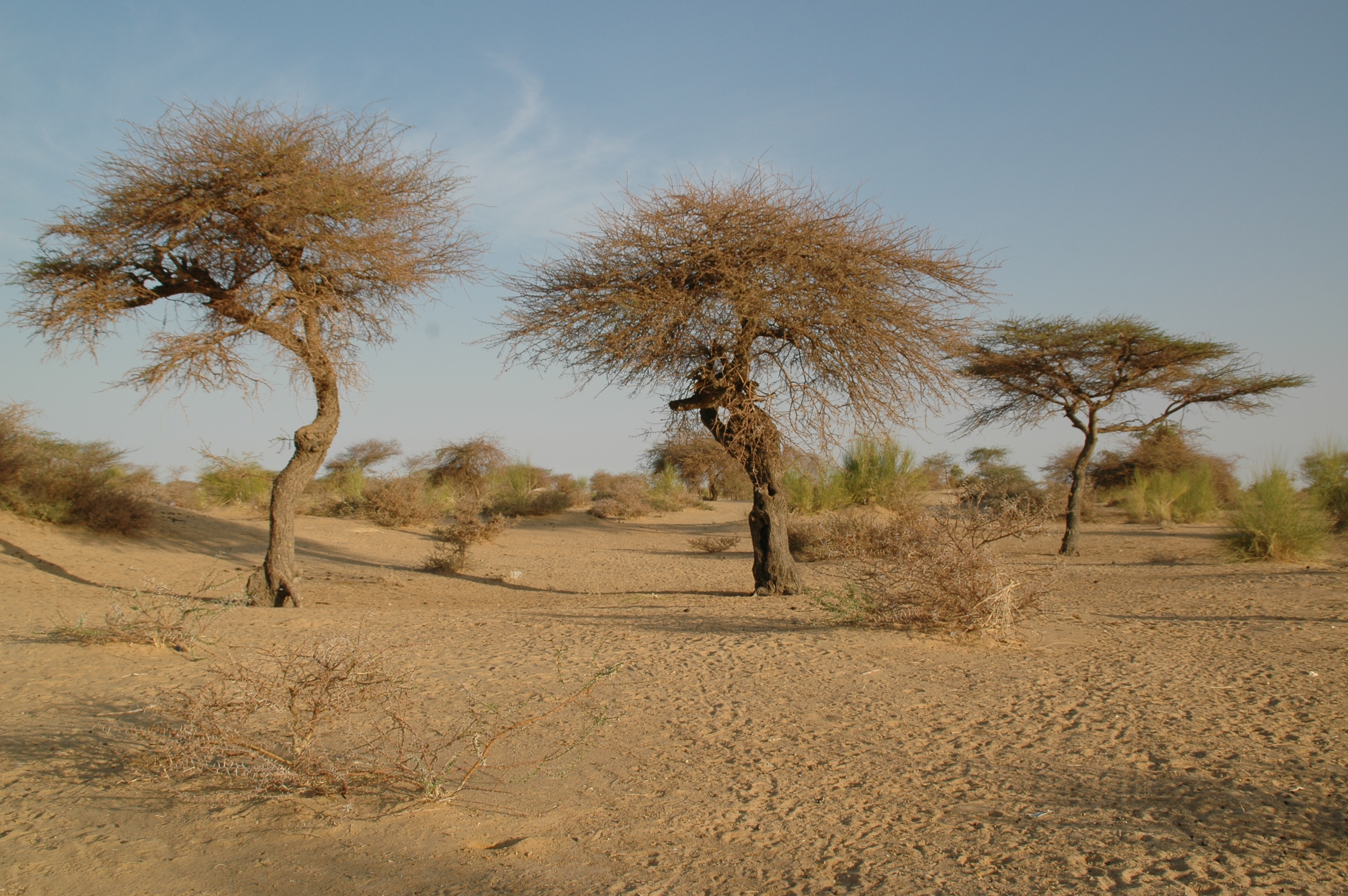 Acacia radiana - Noord Mali - Leo Zwarts