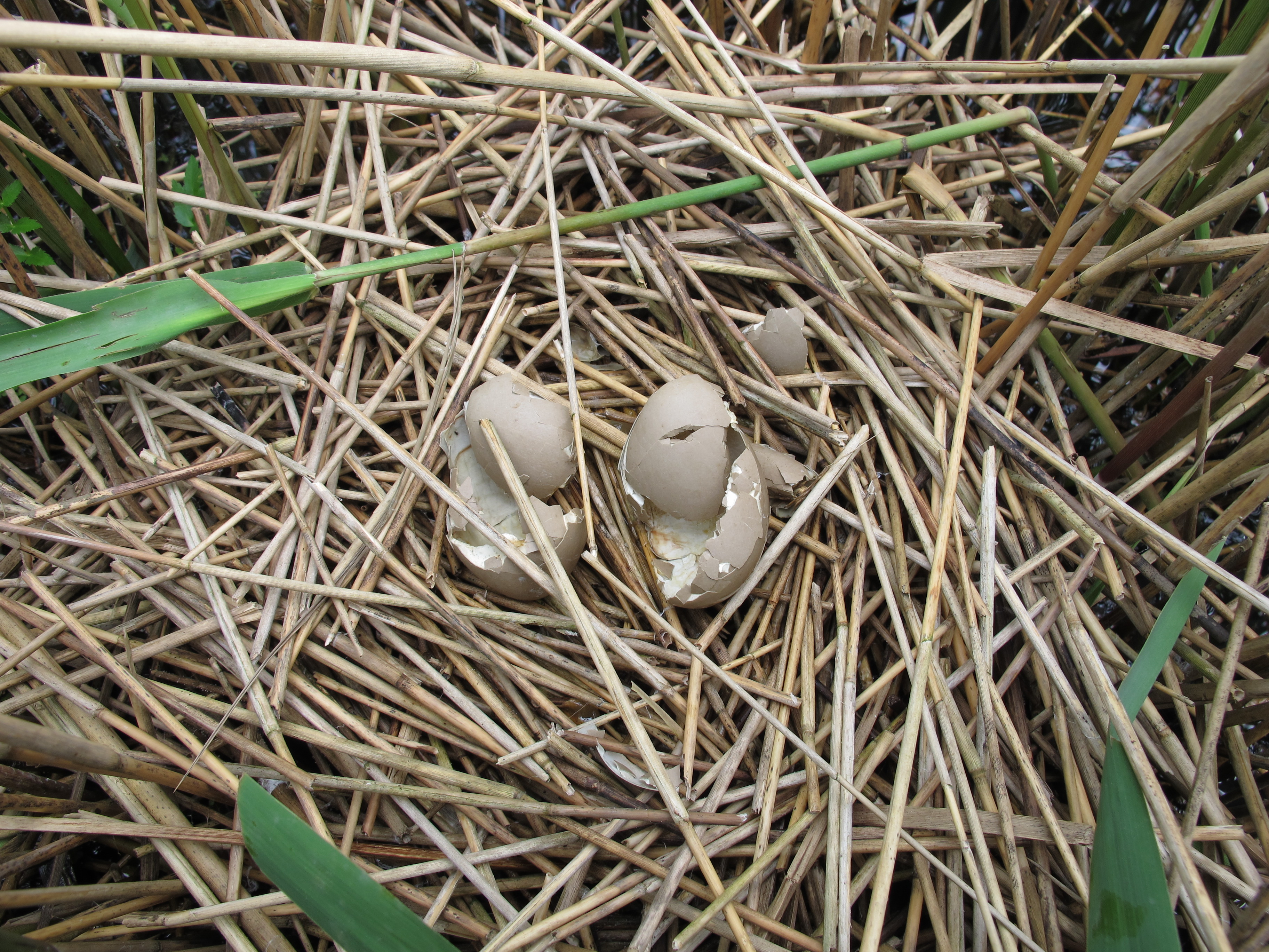 Roerdompnest gepredeerdelplaat 2014 Van 26 5 2014