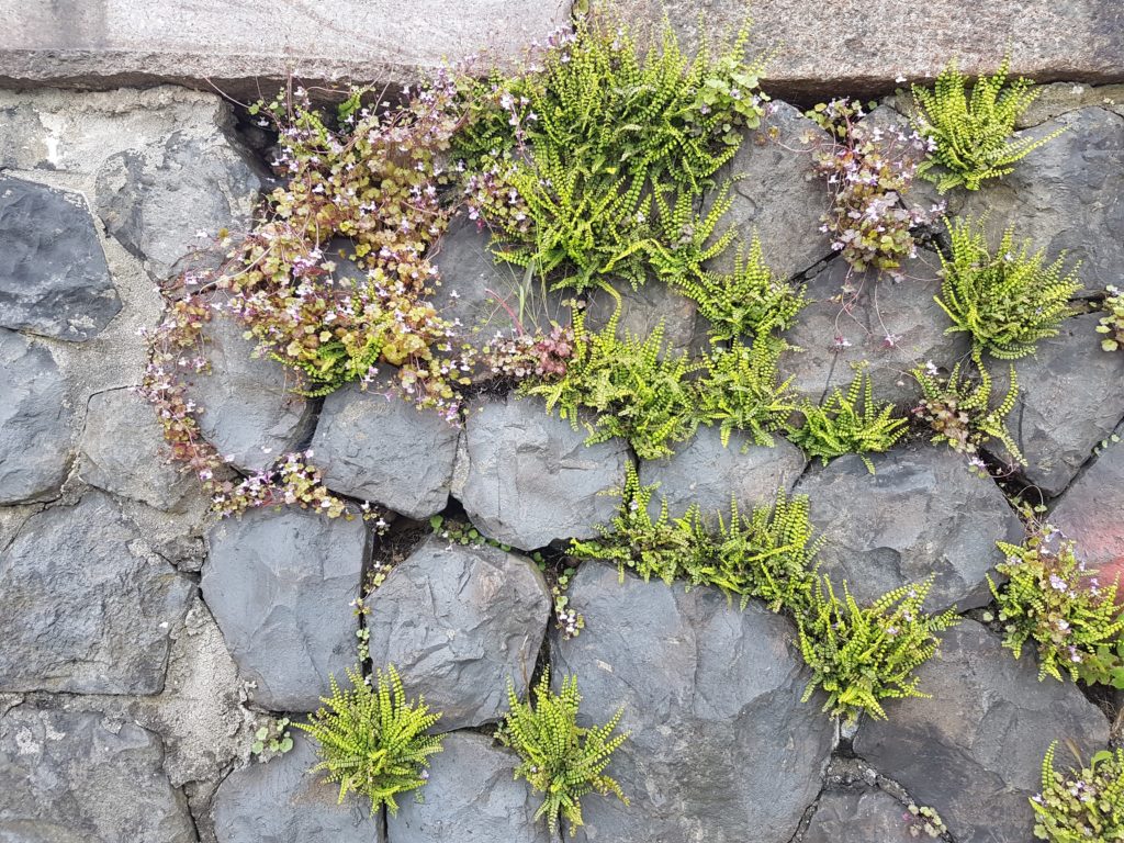 Kademuur met kadeplanten